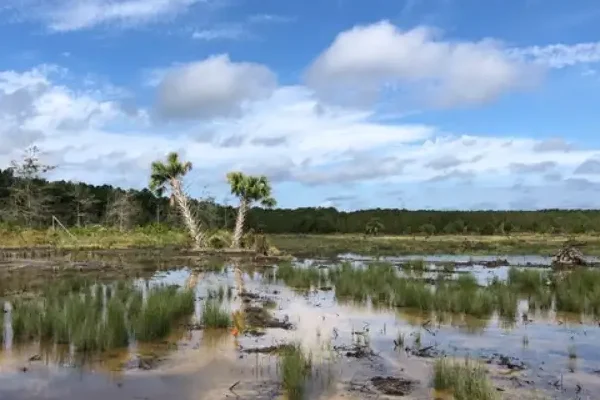 Guerins Creek Mitigation Bank and Ashley River Oyster Reef Restoration