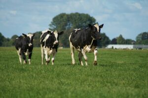 three black and white cows in a field