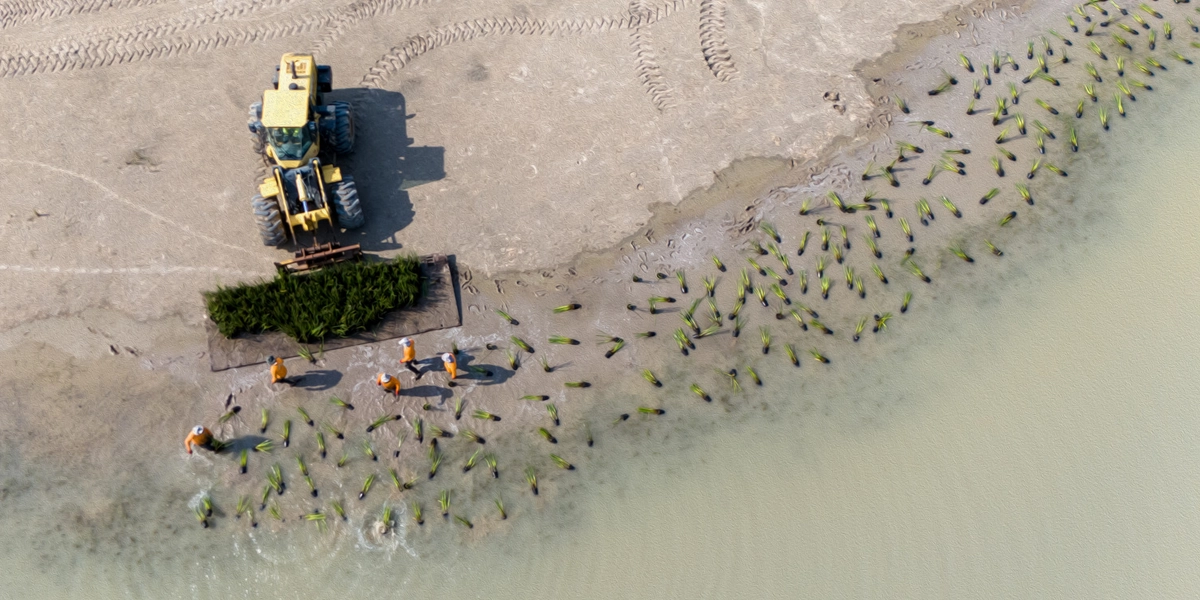 planting tall grass at beach, water's edge