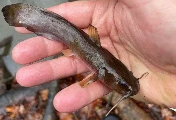 Freshwater Fish Sruveys
