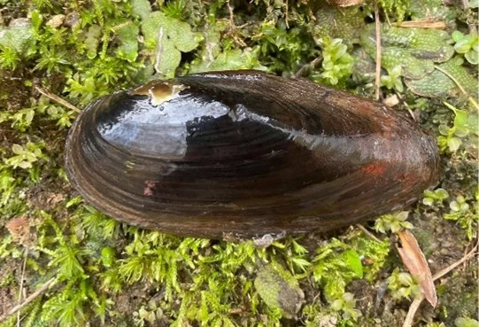 Freshwater Mussel Surveys